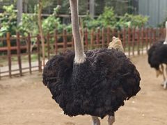 -呀路古热带植物园