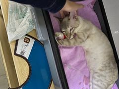 -谐和益家动物医院·免疫绝育·血液透析·宠保定点医院(高新伊藤分院)