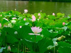 -荔湾湖公园