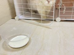 -瑞鹏宠物医院·猫科·宠保定点(梅溪湖分院)