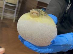 -肆月河豚·新淮扬(金融街店)