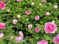 -洛阳市隋唐城遗址植物园