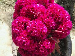 -北纬44度·金珠花海休闲农业旅游景区