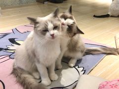 -momokira米努特·德文卷毛猫·棉花面纱犬