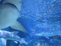 -烟台海昌鲸鲨海洋公园