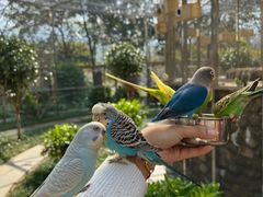 -森波拉火山温泉