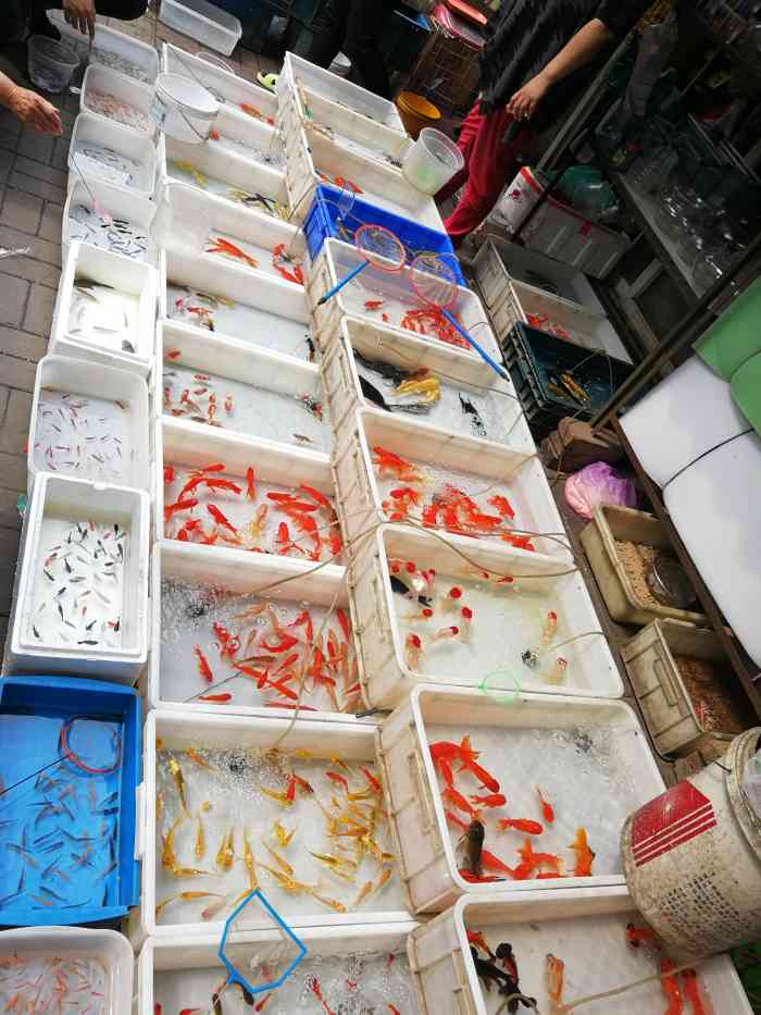 万新花鸟鱼虫古玩市场卫台道-"已经没什么东西了 只有卖鱼的 还很难
