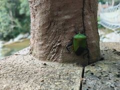 -海南热带雨林国家公园吊罗山景区