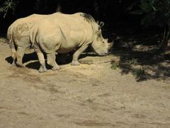 -奥兰多迪士尼动物王国乐园