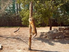 -上海野生动物园老虎餐厅