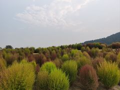 -径山花海