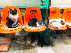 -猫咪博物馆(顶澳仔猫街店)