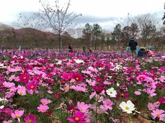 -天适樱花悠乐园