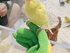 -怪兽屋·羊驼·猫咖·狗咖(俊华广场店)