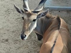 -西霞口神雕山野生动物世界