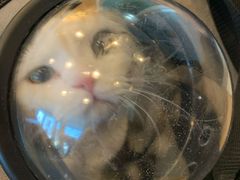 -纳吉亚猫专科动物医院博雅分院