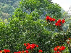 -火炉山森林公园