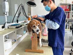 -派美特宠物医院·核磁CT·骨科肿瘤·疑难转诊(沈农禾丰店)