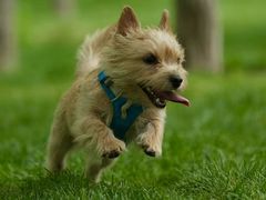 -爪吧宠物乐园 (温榆河示范区店)