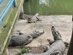 -广州长隆飞鸟乐园