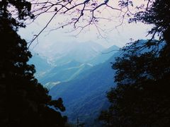 -天目山大树王景区