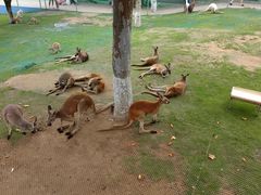 -西霞口神雕山野生动物世界