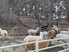 -沈阳森林动物园