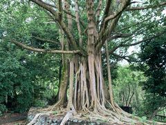 -海口火山口国家地质公园