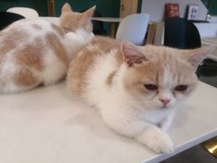 -飞行喵MR PILOT|猫舍·猫咖(静安大融城店)