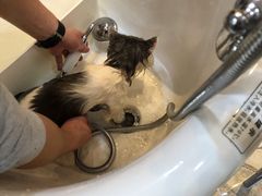-momokira米努特·德文卷毛猫·棉花面纱犬