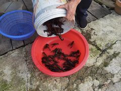 -同銮特种养殖场·龙虾垂钓