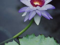 -上海辰山植物园