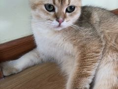 -猫和宫(六道口店)