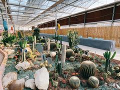 -海上花岛玫瑰园采摘