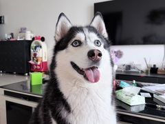 -FAELING PETS美天灵宠物(富力广场店)