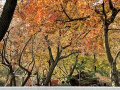 -初花·日本料理