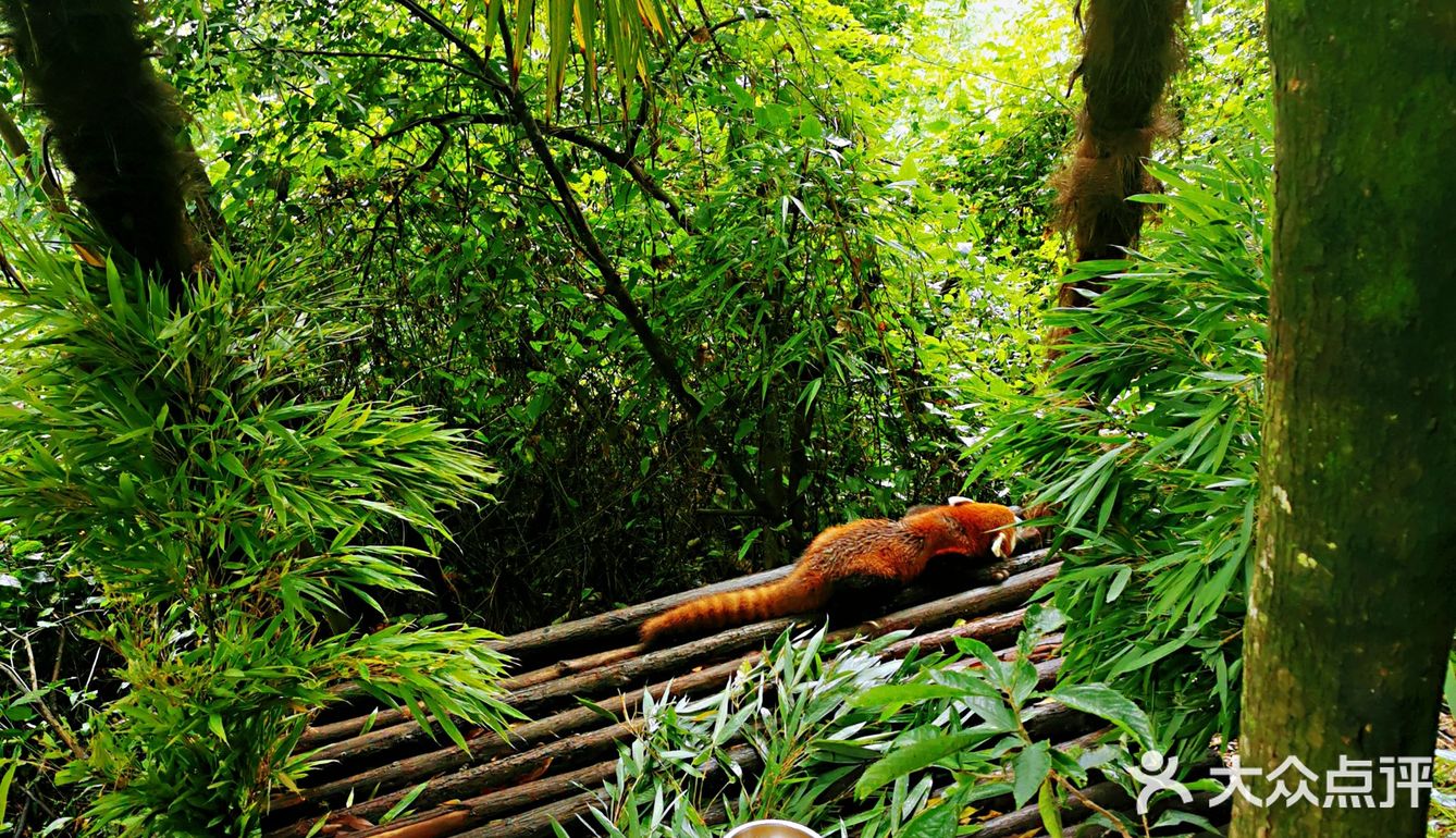 闯入熊猫🐼睡眠王国？[害羞]