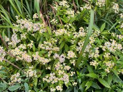 -萍乡武功山风景名胜区
