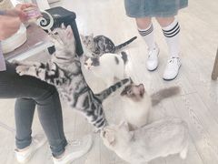 -共舞时光猫咖·狗咖(新街口店)