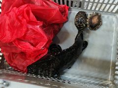 -外滩18号海鲜(三亚湾龙兴海鲜广场店)