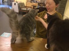 -猫色咖啡·猫咖