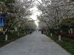 -高东镇樱花园