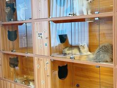 -猫十亿·布偶金渐层·曼基康矮脚猫舍(青年路店)