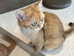 -飞行喵MR PILOT|猫舍·猫咖(静安大融城店)
