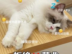 -有喵·猫咖·狗咖·30几只猫10只小狗(岗厦店)