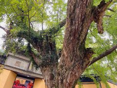 -惠山古镇·寄畅园