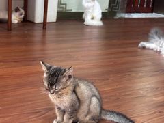 -楼上猫咖(罗湖店)