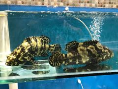 -港畔赶海蒸汽海鲜烧烤自助(仙螺岛店)