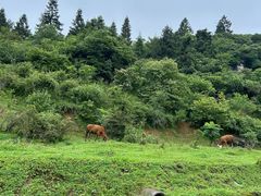 -山王坪喀斯特国家生态公园