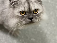 -伟伟宠物医院·瑞派猫友好医院·猫科(光谷店)
